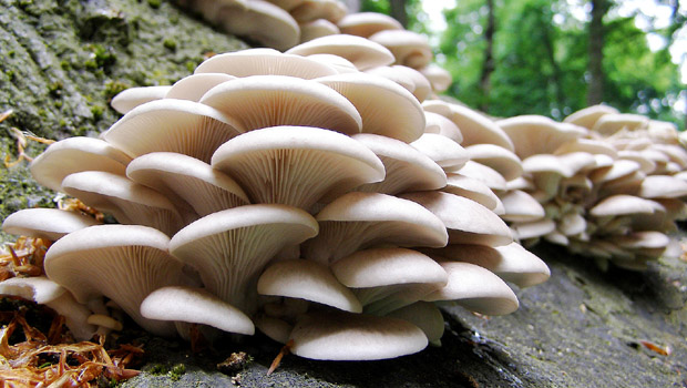 mantar tohumu satışı