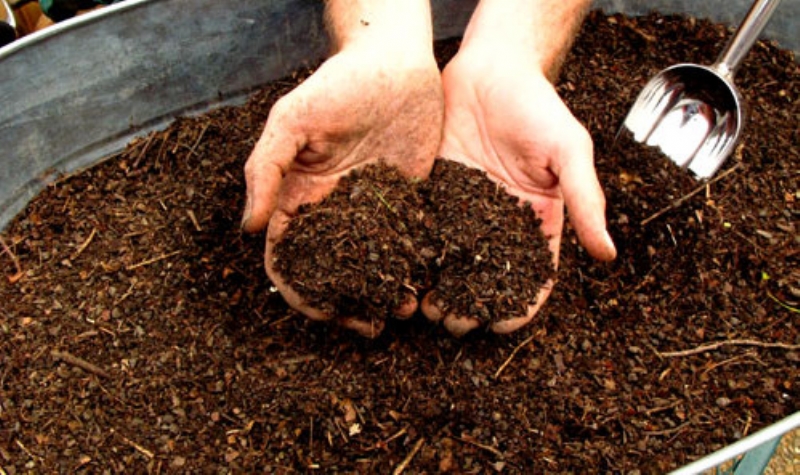 mantar tohumu satışı