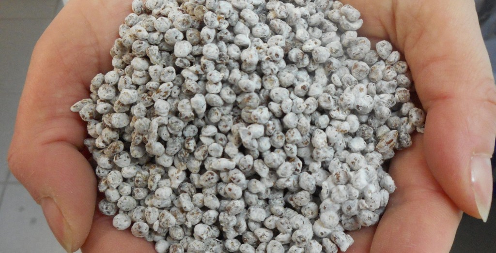 mantar tohumu satışı